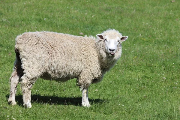 Romneyschaf Romney Får Ovis — Stockfoto