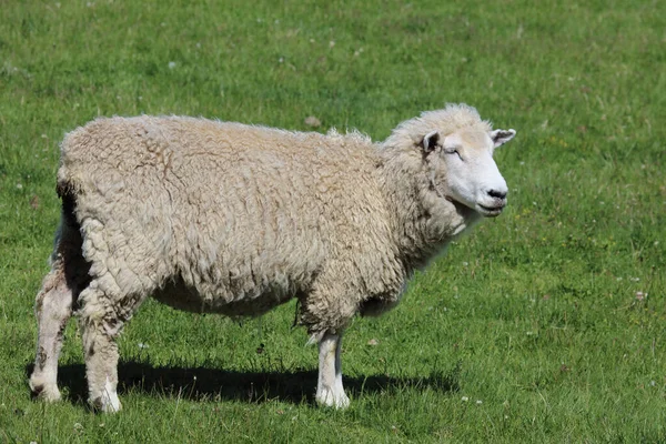 Romneyschaf Romney Sheep Ovis — Stock Photo, Image