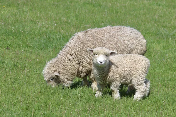 Πρόβατα Romneyschaf Romney Ovis — Φωτογραφία Αρχείου