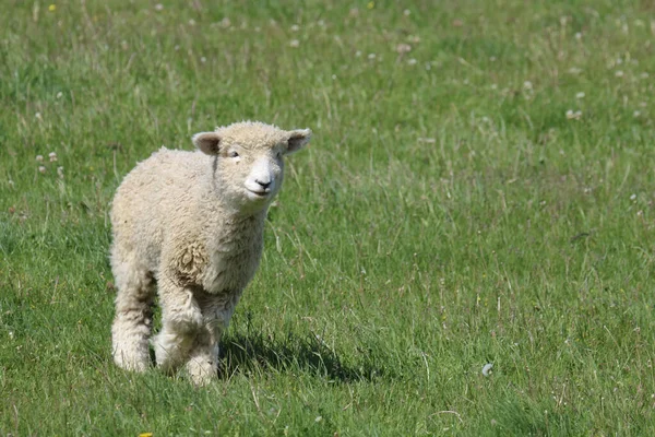 Romneyschaf Romney Sheep Ovis — 图库照片