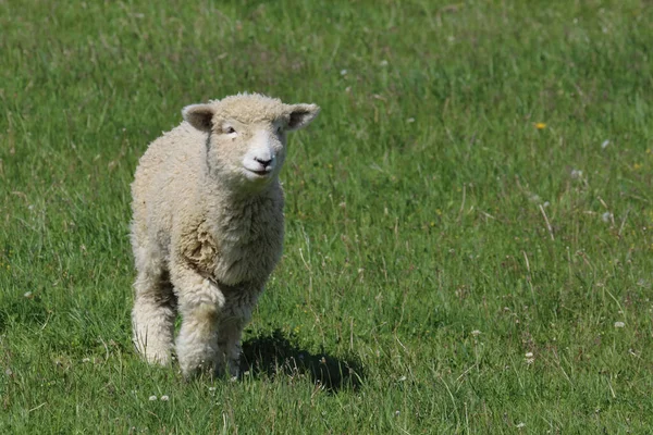 Romneyschaf Romney Birka Ovis — Stock Fotó