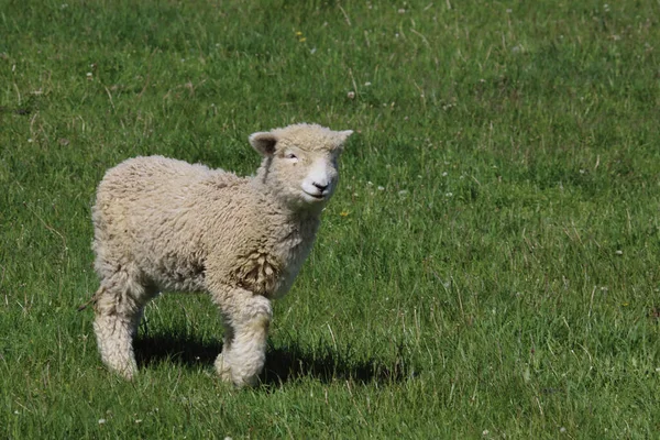 Romneyschaf Romney Sheep Ovis — стокове фото