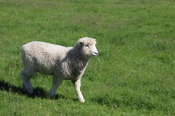 Πρόβατα Romneyschaf Romney Ovis — Φωτογραφία Αρχείου