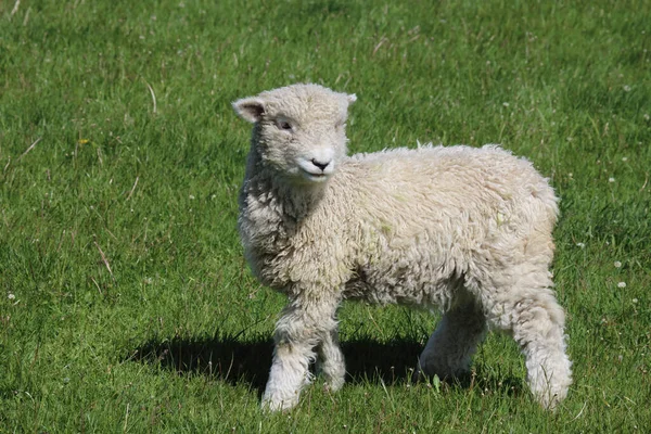 Romneyschaf Romney Får Ovis — Stockfoto