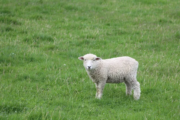 Romneyschaf Romney Får Ovis — Stockfoto