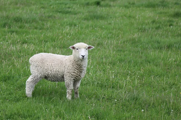 Romneyschaf Romney Oveja Ovis —  Fotos de Stock