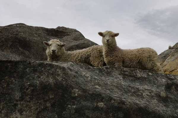 Romneyschaf Romney Får Ovis — Stockfoto