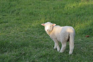 Romney / Romney koyunu / Ovis