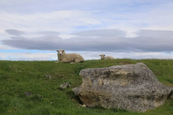 Romneyschaf Romney Sheep Ovis — стокове фото