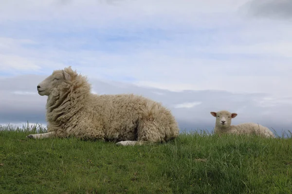 Romneyschaf Romney Sheep Ovis — Stock fotografie