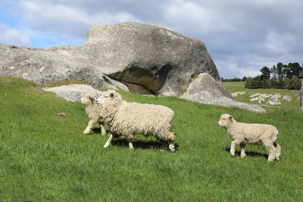 Romneyschaf Romney Sheep Ovis — Stock fotografie