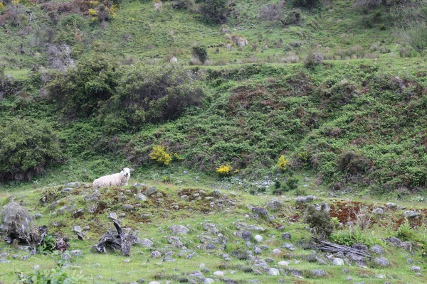 Romneyschaf Romney Sheep Ovis — Stock fotografie