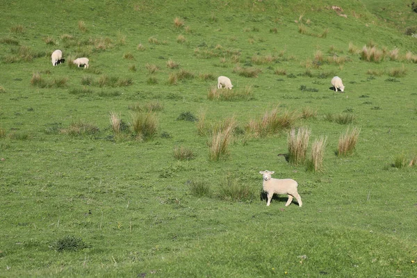 Romneyschaf Romney Sheep Ovis — Stock fotografie