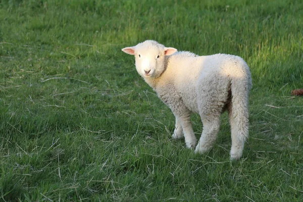 Romneyschaf Romney Sheep Ovis — Stock fotografie