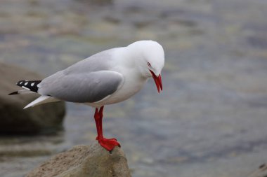 Rotschnabelmoewe / Kırmızı gagalı martı / Larus scopulinus