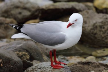 Rotschnabelmoewe / Kırmızı gagalı martı / Larus scopulinus