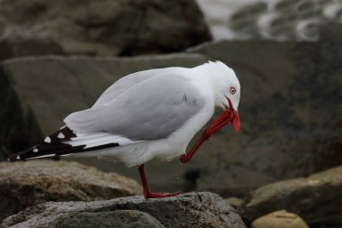 Rotschnabelmoewe / Kırmızı gagalı martı / Larus scopulinus