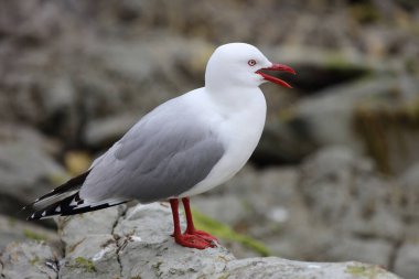 Rotschnabelmoewe / Kırmızı gagalı martı / Larus scopulinus