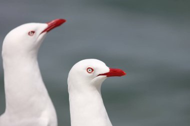 Rotschnabelmoewe / Kırmızı gagalı martı / Larus scopulinus