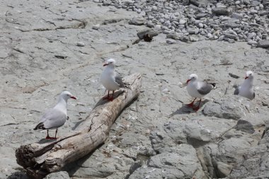 Rotschnabelmoewe / Kırmızı gagalı martı / Larus scopulinus