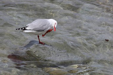 Rotschnabelmoewe / Kırmızı gagalı martı / Larus scopulinus