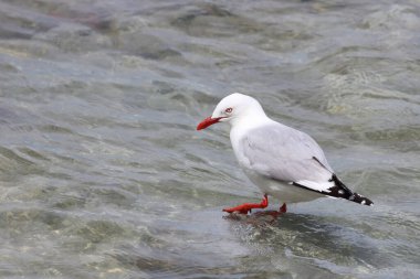 Rotschnabelmoewe / Kırmızı gagalı martı / Larus scopulinus