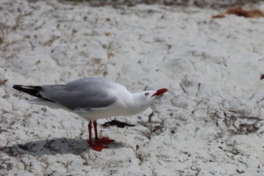Rotschnabelmoewe / Kırmızı gagalı martı / Larus scopulinus