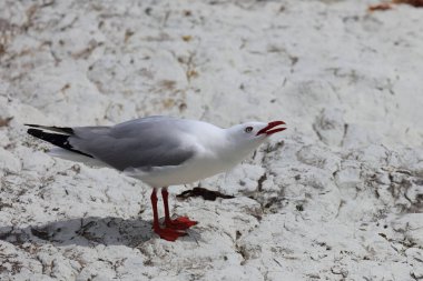 Rotschnabelmoewe / Kırmızı gagalı martı / Larus scopulinus