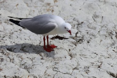 Rotschnabelmoewe / Kırmızı gagalı martı / Larus scopulinus
