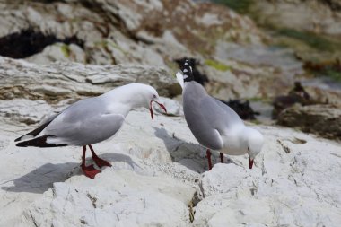 Rotschnabelmoewe / Kırmızı gagalı martı / Larus scopulinus