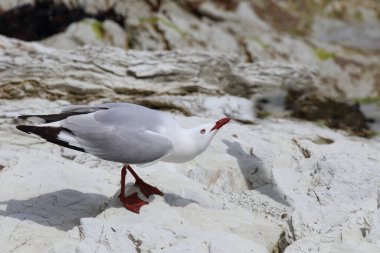 Rotschnabelmoewe / Kırmızı gagalı martı / Larus scopulinus