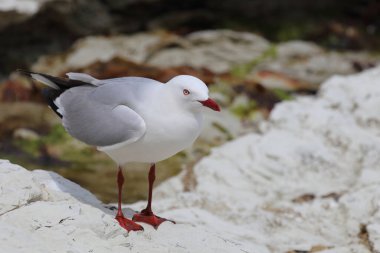 Rotschnabelmoewe / Kırmızı gagalı martı / Larus scopulinus