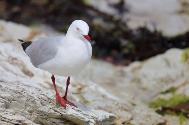Rotschnabelmoewe / Kırmızı gagalı martı / Larus scopulinus