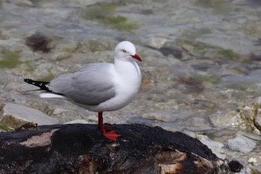Rotschnabelmoewe / Kırmızı gagalı martı / Larus scopulinus