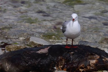 Rotschnabelmoewe / Kırmızı gagalı martı / Larus scopulinus