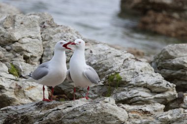 Rotschnabelmoewe / Kırmızı gagalı martı / Larus scopulinus