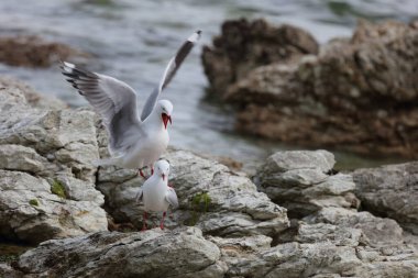 Rotschnabelmoewe / Kırmızı gagalı martı / Larus scopulinus