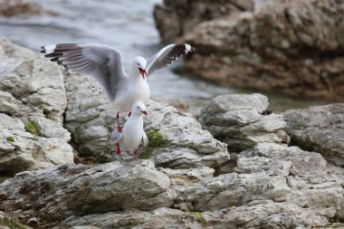 Rotschnabelmoewe / Kırmızı gagalı martı / Larus scopulinus