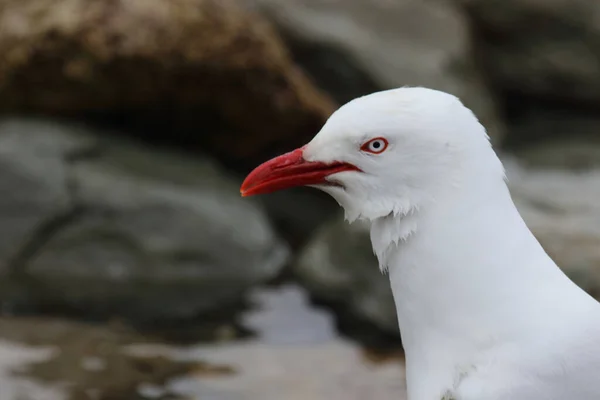 Rotschnabelmoewe Meeuw Met Rode Snavel Larus Scopulinus — Stockfoto