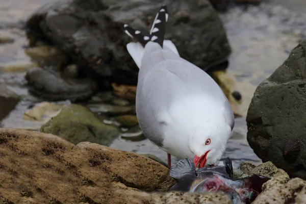 Mewa Czerwonodzioba Larus Scopulinus — Zdjęcie stockowe