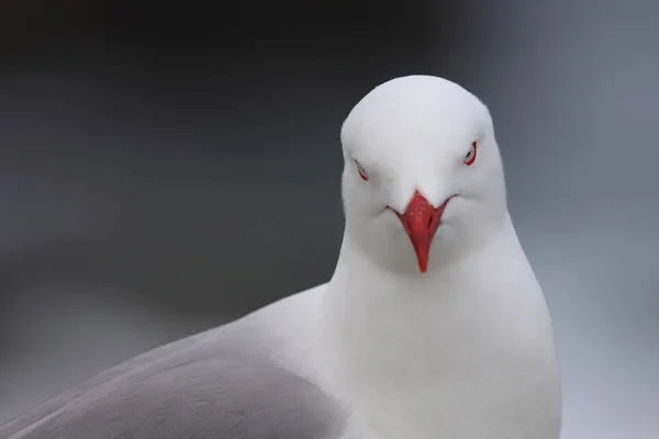 Rotschnabelmoewe Red Billed Gull Larus Scopulinus — Stok Foto