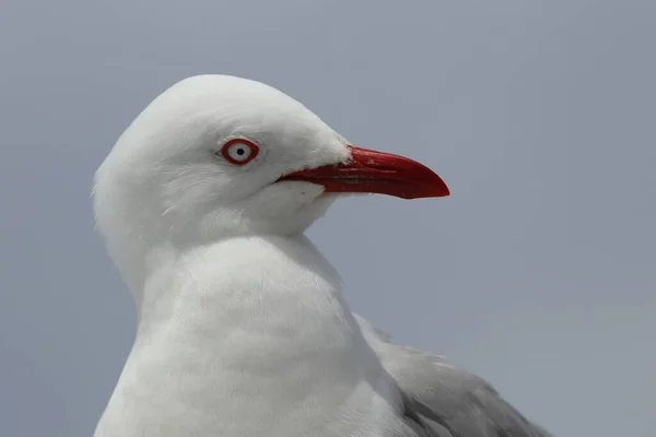 Rotschnabelmöwe Rotschnabelmöwe Larus Scopulinus — Stockfoto