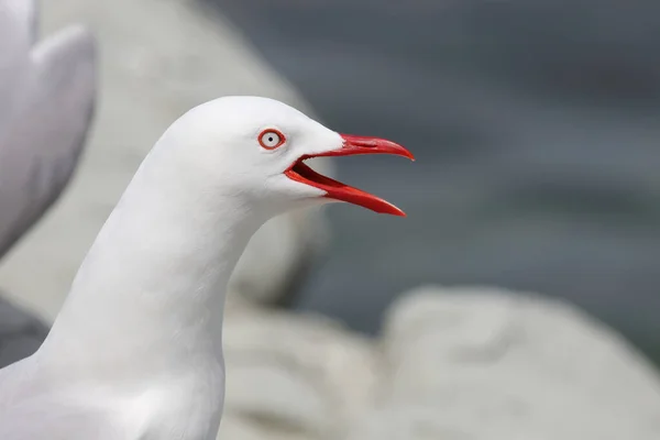 Rotschnabelmoewe Red Billed Gull Larus Scopulinus — Stock Photo, Image