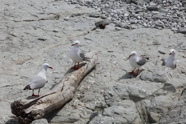 Rotschnabelmoewe Rödnäbbad Mås Larus Scopulinus — Stockfoto