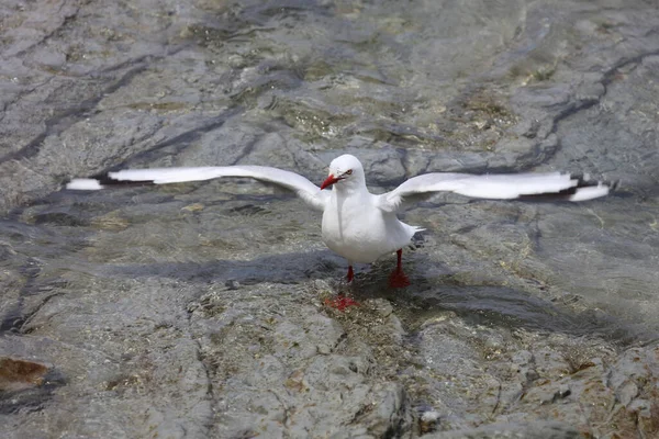 Mewa Czerwonodzioba Larus Scopulinus — Zdjęcie stockowe