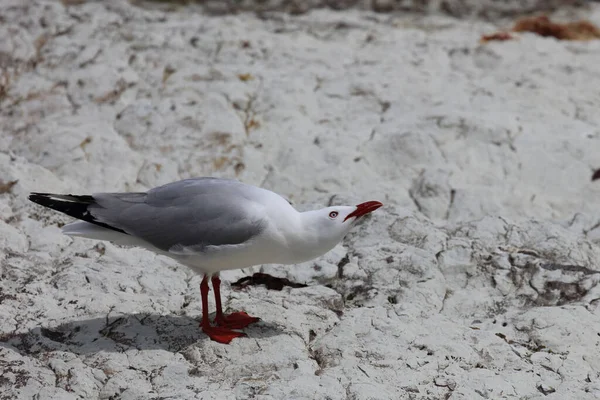 Rotschnabelmoewe / Kırmızı gagalı martı / Larus scopulinus
