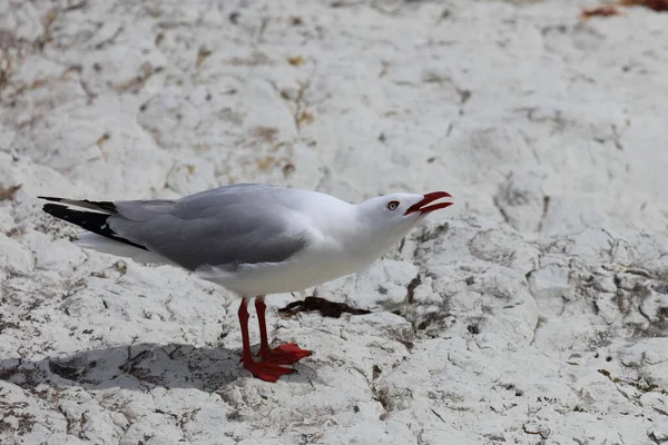 Rotschnabelmoewe / Kırmızı gagalı martı / Larus scopulinus
