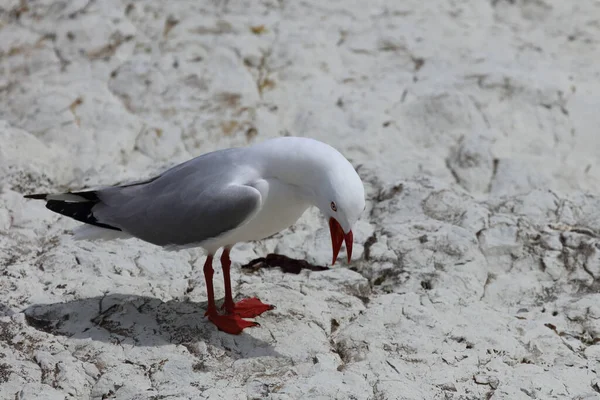 Rotschnabelmoewe / Kırmızı gagalı martı / Larus scopulinus