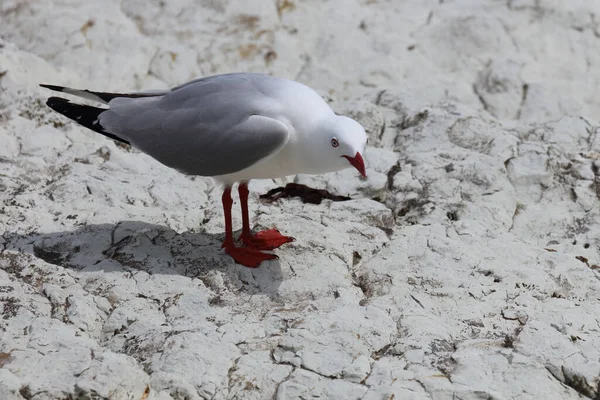 Rotschnabelmoewe / Kırmızı gagalı martı / Larus scopulinus
