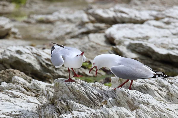 Rotschnabelmoewe / Kırmızı gagalı martı / Larus scopulinus